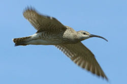 Flying whimbrel