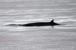 Marine mammal surveys - minke whale