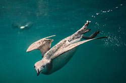 Diving auk - photo by George Karbus