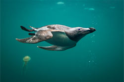 Diving seabirds such as  razorbill feed in tidal currents - photo by George Karbus
