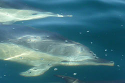 Marine mammal surveys - common dolphins