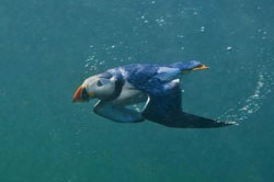 Collision risk studies of diving birds - puffin photo by George Karbus
