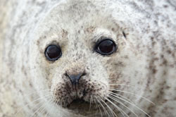 Wildlife monitoring - harbour seal - photo by Andy Law