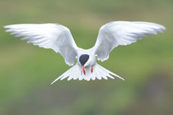 Common tern hunting