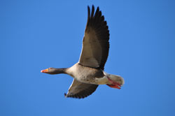 Wind farm VP flight surveys - greylag goose