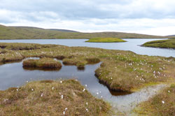 Blanket bog habitat Shetland