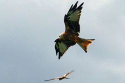 Raptor flight activity surveys - red kites
