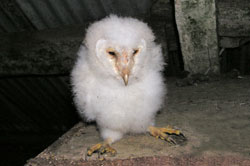 Population monitoring - barn owl chick
