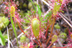 Sundew, blanket bog plant