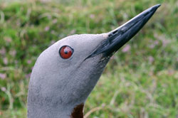 Red-throated diver