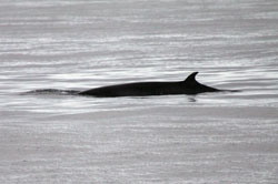 Marine mammal surveys - minke whale Marine mammal surveys - minke whale