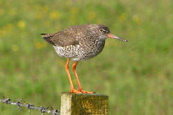 Redshank breeding on  machair