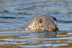 Grey seal