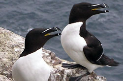 Seabird monitoring - breeding razorbills