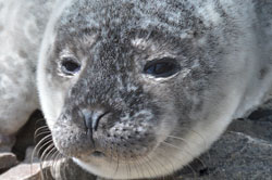 Harbour seal pup