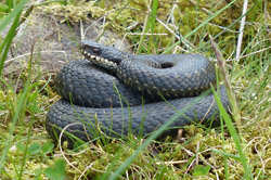 Protected species - adder Protected species - adder