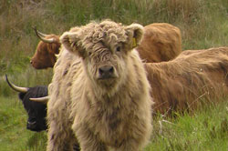 Habitat management by grazing Habitat management by grazing