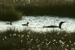 Monitoring breeding red-throated divers