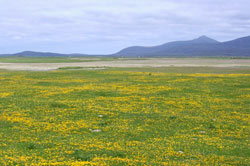 Machair habitat South Uist