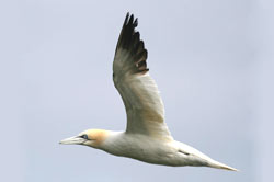 Wind farm collision risk studies - gannet