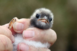 Ringing Arctic tern chick