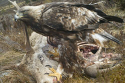 Raptor surveys - golden eagle