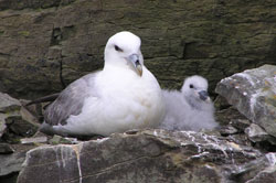 Sea bird surveys - nesting fulmar