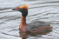 Bespoke research - Slavonian grebe