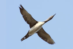 Wind farm flight activity surveys - red-throated diver