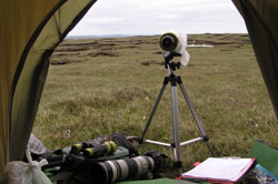 Blanket bog bird research